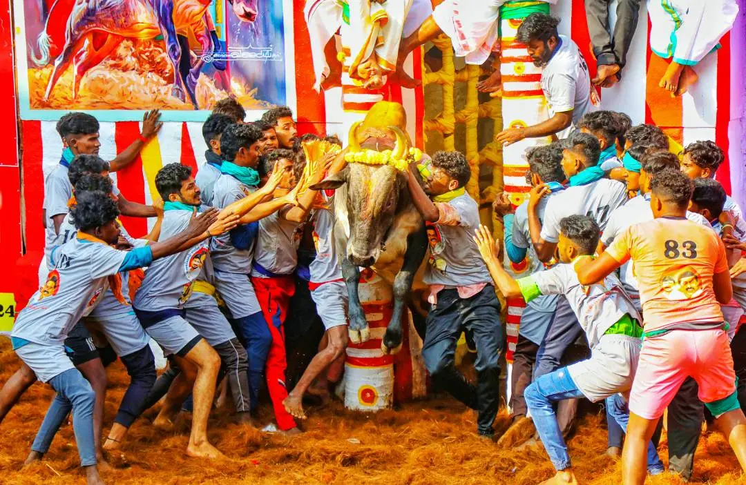 മധുര അളങ്കാനല്ലൂര് ജല്ലിക്കെട്ട് | Photo: PTI