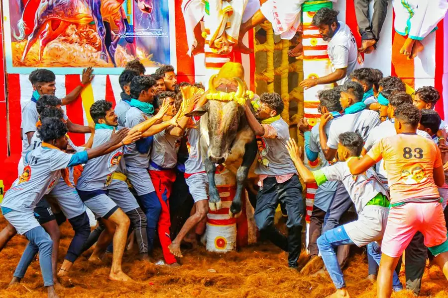 ആവേശത്തിരയിളക്കി മധുര അളങ്കാനല്ലൂര് ജല്ലിക്കെട്ട്; 83 പേര്ക്ക് പരിക്കേറ്റു, 12 പേരുടെ നില ഗുരുതരം