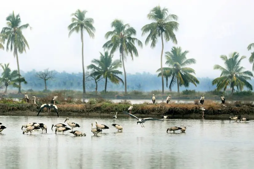 കൊച്ചി നഗരം ഉള്ളിലൊളിച്ചുവച്ച പറുദീസ; കടമക്കുടിയെന്ന കായല്‍ സുന്ദരി