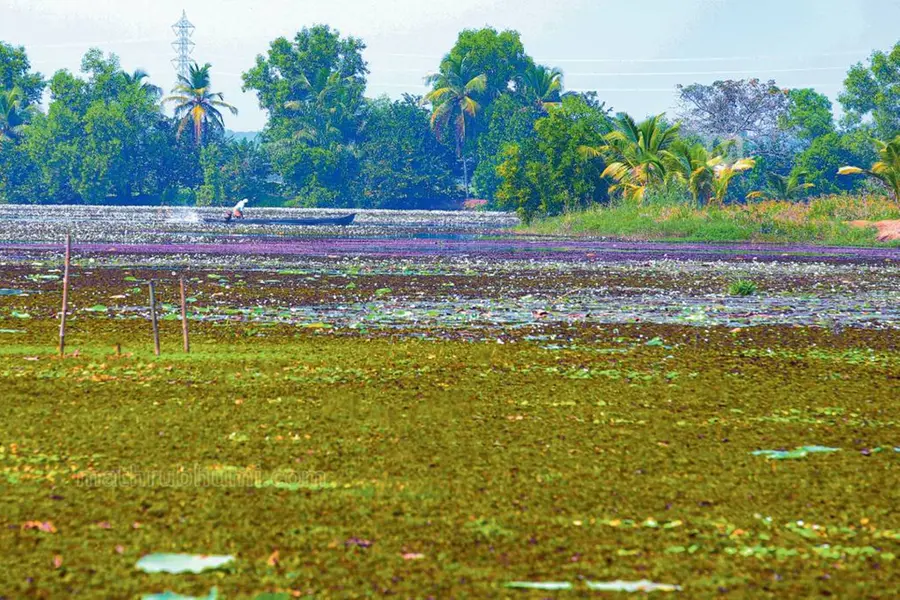 ആമ്പലുകള് പിടിച്ചെടുത്ത തുരുത്ത്; സ്വപ്നം പോലുള്ള തോണിയാത്ര