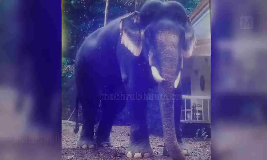 അക്ബര് എന്ന ആന