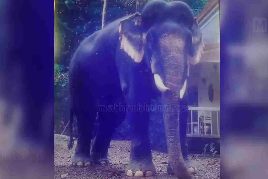 ഭാവനയിലെ വര്‍ഗീസ് ആനയ്ക്ക് ക്ഷേത്രവിലക്ക്, ഏറ്റുമാനൂരില്‍ അക്ബര്‍ ആന തിടമ്പേറ്റിയത് 14 വര്‍ഷം!