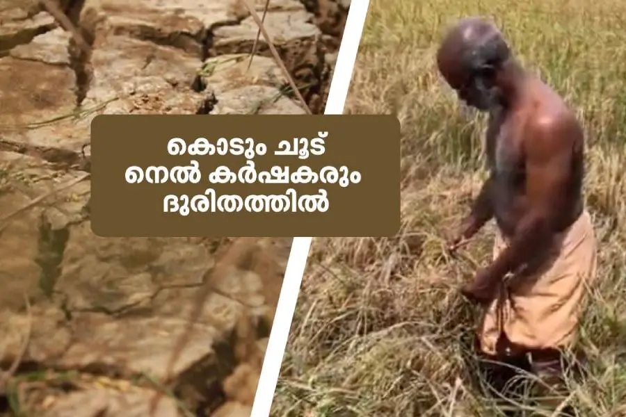 കൊടും ചൂട്: ഉണങ്ങി നശിക്കുന്നത് ഏക്കര് കണക്കിന് പാടശേഖരത്തെ നെല്ല്