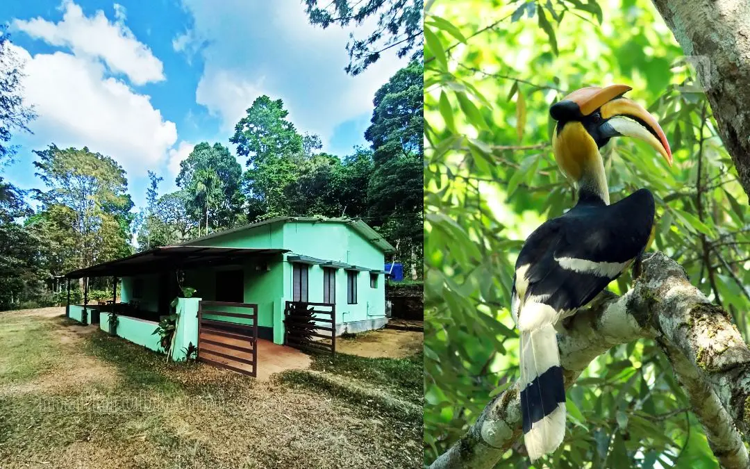 കരടി ബംഗ്ലാവ്, നെല്ലിയാമ്പതിയിലെ മലമുഴക്കി വേഴാമ്പല്