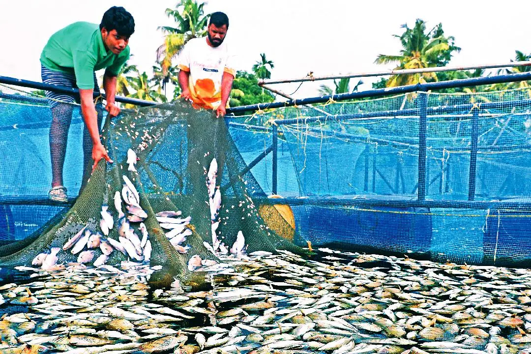 പെരിയാറിൻ്റെ കൈവഴിയിൽക്കൂടി രാസമാലിന്യം ഒഴുക്കിയതിനെത്തുടർന്ന് കൂടുകളിൽ ചത്തുകിടക്കുന്ന മീനുകെള വാരി മാറ്റുന്ന കർഷകർ( file photo)| ഫോട്ടോ: പ്രദീപ് കുമാർ ടി. കെ