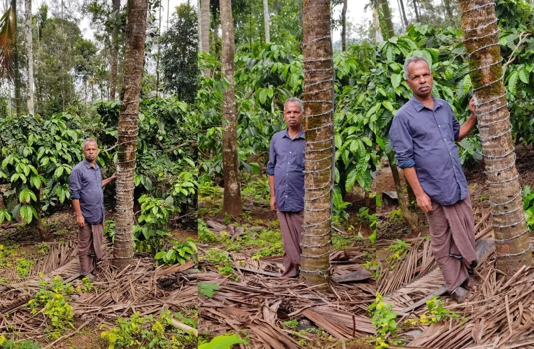 മുള്ളുവേലി ചുറ്റിയ തെങ്ങിനരികില്‍ അപ്പുക്കുട്ടന്‍