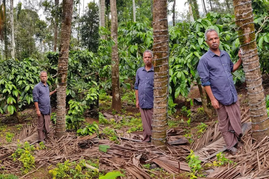 കാട്ടാനയില്‍നിന്ന് രക്ഷിക്കാന്‍ തെങ്ങിന് മുള്ളുവേലി കെട്ടി വയനാട്ടിലെ കര്‍ഷകന്‍