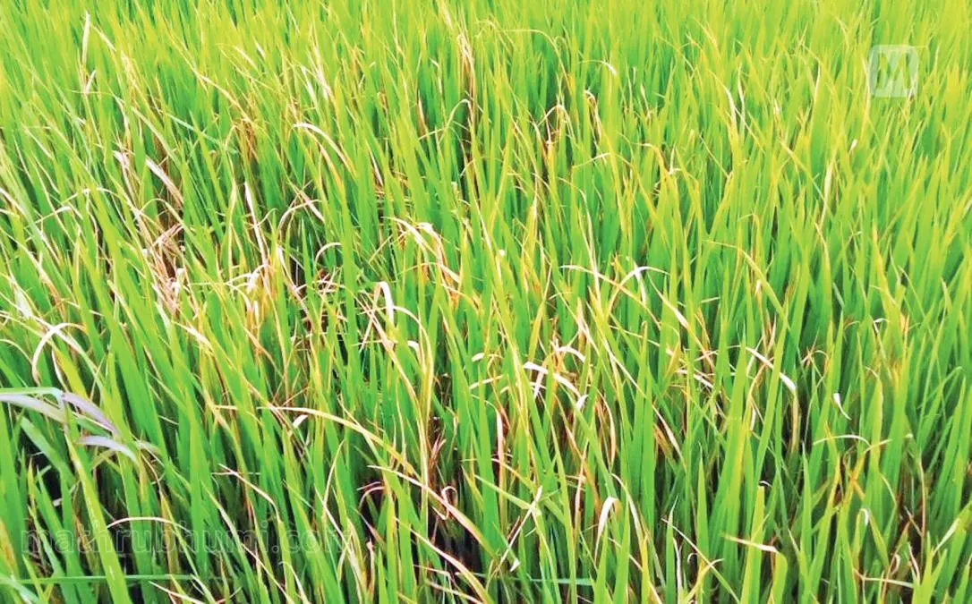 രോഗം ബാധിച്ച കുട്ടനാട്ടിലെ നെല്‍ച്ചെടികള്‍