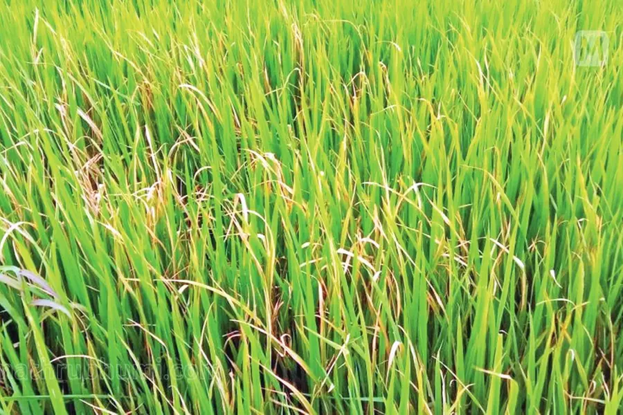 ബംഗാള് ക്ഷാമത്തിന് കാരണം നെല്ലിന്റെ രോഗം, അയര്ലണ്ടില് ഉരുളക്കിഴങ്ങ്; വെല്ലുവിളിയായി സസ്യരോഗങ്ങള്