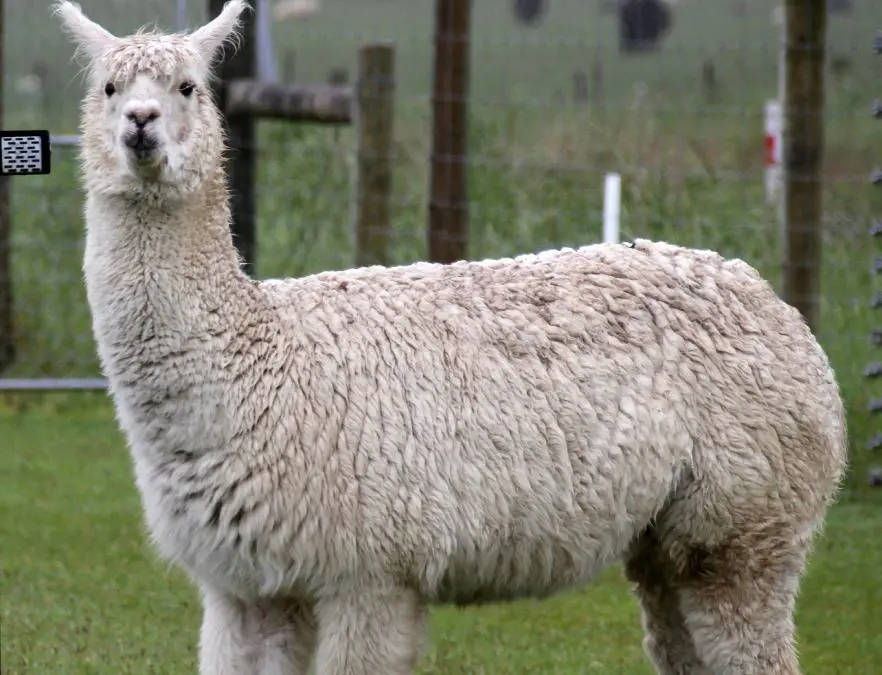 അൽപാക്ക | Photo: Wiki/ By Tony Hisgett from Birmingham, UK - Alpaca, CC BY 2.0, https://commons.wikimedia.org/w/index.php?curid=64140292