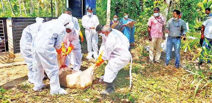തണ്ണീർമുക്കത്ത് ആഫ്രിക്കൻ പന്നിപ്പനി ബാധിച്ച പന്നികളെ കൊന്നു സംസ്കരിക്കാനൊരുങ്ങുന്ന പ്രത്യേകസംഘം | Photo: Mathrubhumi