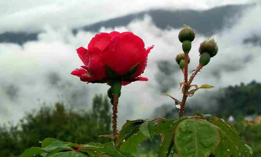 ഫോട്ടോ എ.പി