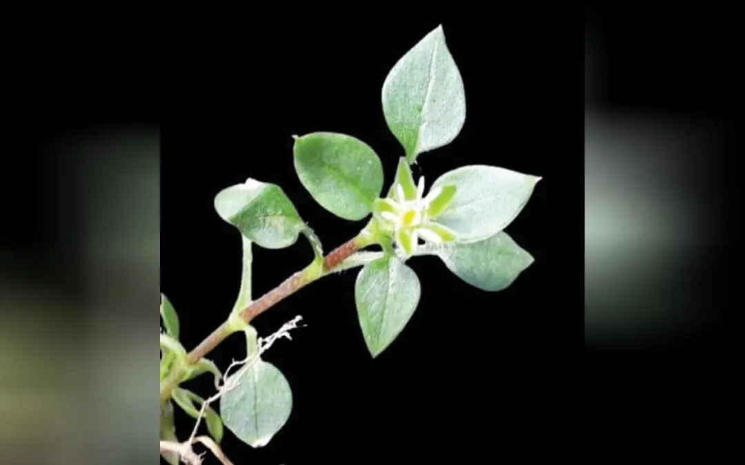 സ്റ്റെല്ലേറിയ മക്ലിന്റോക്കിയേ