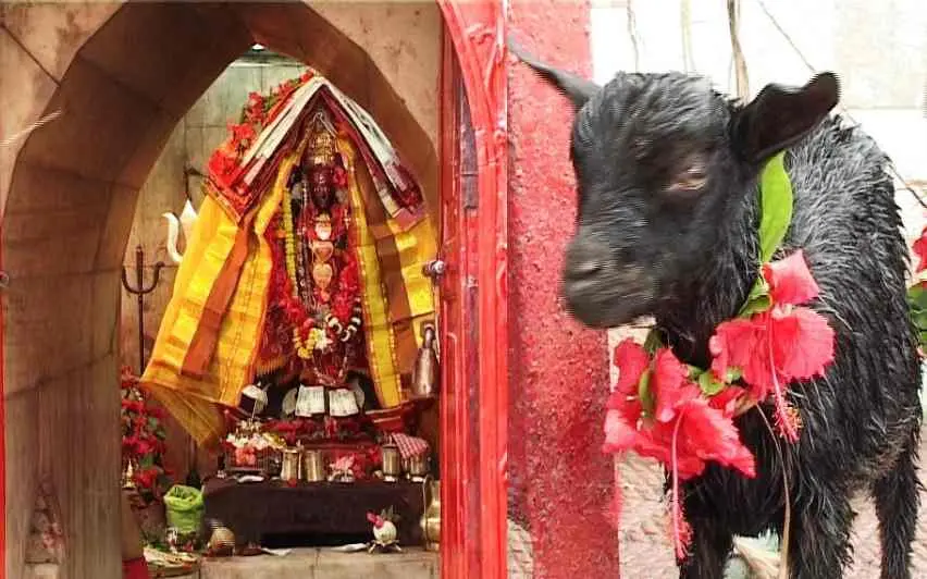 ത്രിപുരസുന്ദരി ക്ഷേത്രവും ബലി നല്കാനായി നിര്ത്തിയ ആട്ടിന്കുട്ടിയും