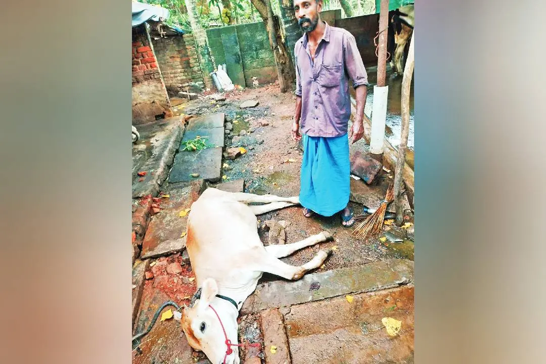 നെയ്യാറ്റിന്കര ഇരുമ്പില് ചക്കാലക്കല് വീട്ടില് വിജീഷിന്റെ പശു ചത്ത നിലയില്