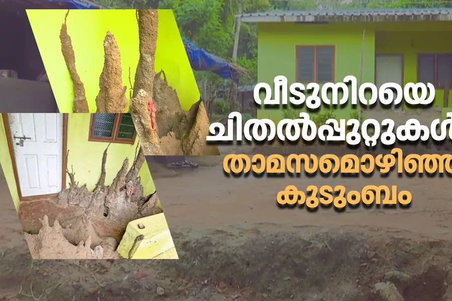 വീട് നിറയെ ചിതല്‍പ്പുറ്റുകള്‍, തട്ടിക്കളഞ്ഞാല്‍ പുതിയത് വീണ്ടും; താമസമൊഴിഞ്ഞ് കുടുംബം