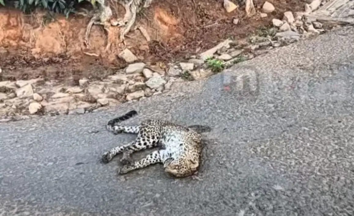 നെല്ലിയാമ്പതിയില് റോഡരികില് ചത്തനിലയില് കണ്ടെത്തിയ പുലി