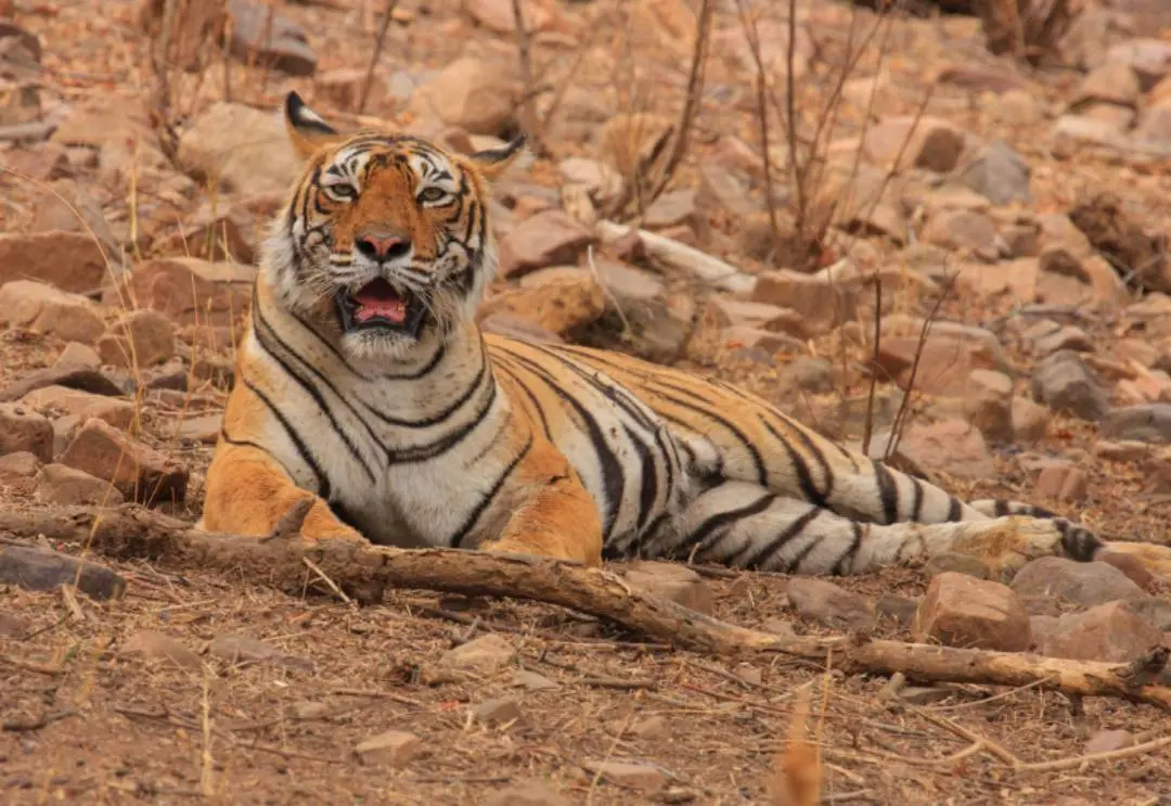 രന്തംബോറിലെ മച്ച്ലി. Photo Courtesy: www.ranthamborenationalpark.com