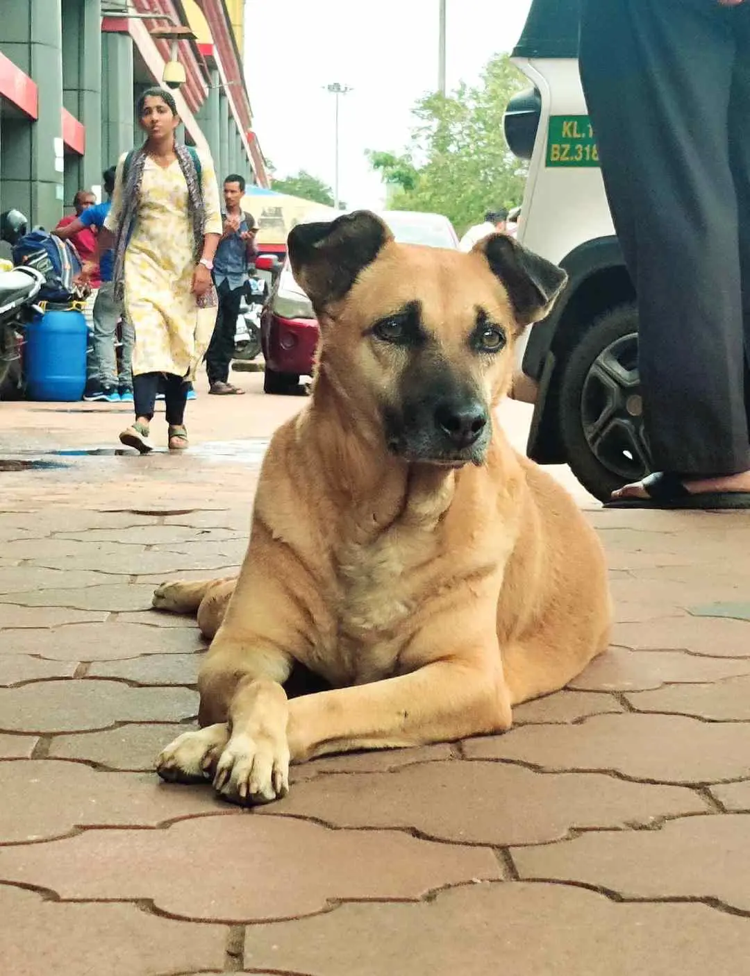 കോഴിക്കോട് റെയില്വേ സ്റ്റേഷനിലെ ഹാച്ചിക്കോ | Photo: Mathrubhumi