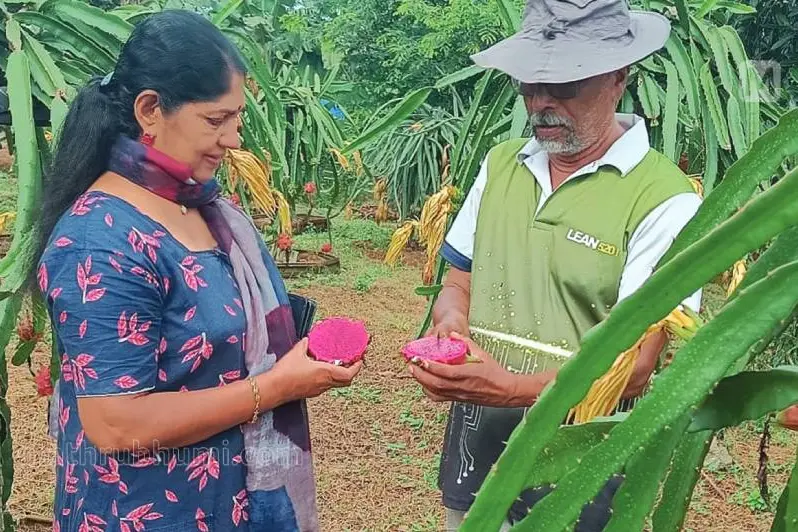 റബ്ബർ വെട്ടിമാറ്റി ഡ്രാഗൺ ഫ്രൂട്ട് കൃഷി, റബ്ബറിനേക്കാൾ ആദായം, പ്രവാസിയുടെ കൃഷി വിജയം