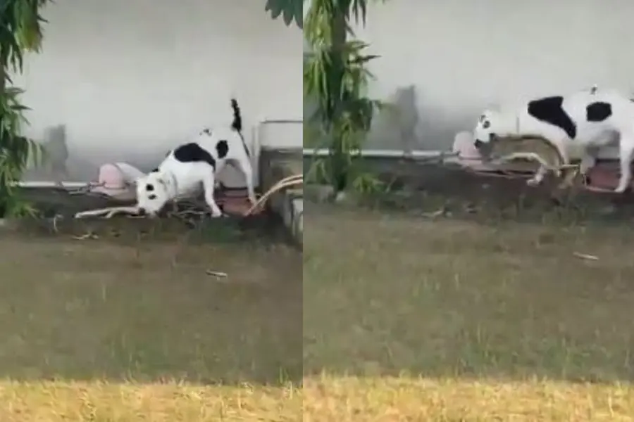 കുട്ടികള്ക്കരികെ രാജവെമ്പാല, നിലവിളി; രക്ഷകനായി പിറ്റ്ബുള്, പാഞ്ഞെത്തി കടിച്ചുകീറി | VIDEO