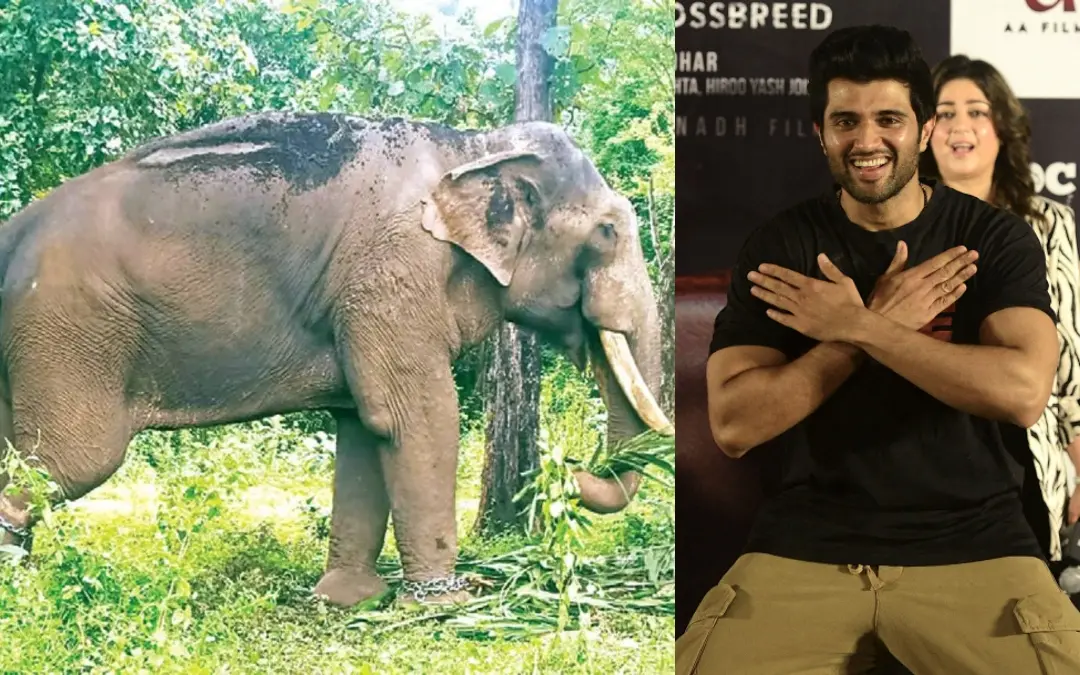 പുതുപ്പള്ളി സാധുവിനെ ചിത്രീകരണത്തിനു മുൻപ് തുണ്ടം വനമേഖലയിലെ മരപ്പാലം ഫോറസ്റ്റ് സ്റ്റേഷനു സമീപം മരത്തിൽ തളച്ചനിലയിൽ, വിജയ് ദേവരകൊണ്ട | Photo: Mathrubhumi, AFP