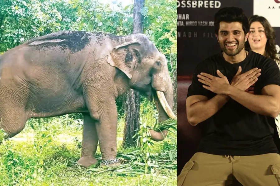 'കൊമ്പന്മാർ കുത്തുകൂടുമ്പോൾ വിജയ് ദേവരകൊണ്ട കാരവാനിൽ, സംഭവം ലാസ്റ്റ് ഷോട്ടിന്റെ റീ ടേക്കിനിടെ'