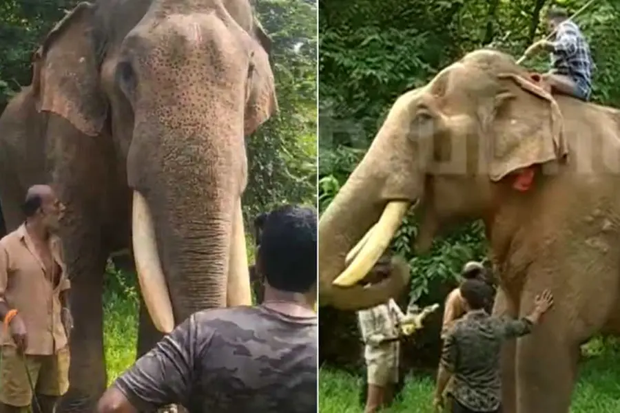 പേരുവിളിച്ച് പാപ്പാന്, ഉടൻ സാധു അരികെയെത്തി, ശാന്തനായി നടന്നു പുറത്തെത്തി