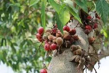 അത്തിപ്പഴം വെജ്ജോ നോൺവെജ്ജോ? പൂവോ അതോ കായയോ; ഉത്തരമിതാ..