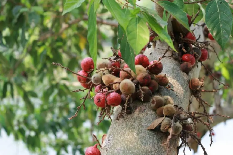 അത്തിപ്പഴം വെജ്ജോ നോൺവെജ്ജോ? പൂവോ അതോ കായയോ; ഉത്തരമിതാ..