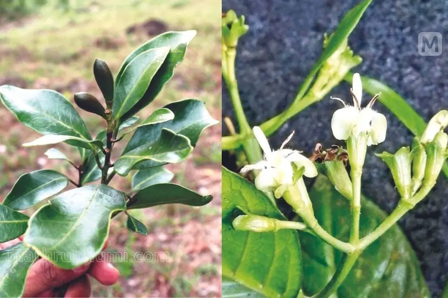 വംശനാശഭീഷണി നേരിടുന്ന രണ്ടു വൃക്ഷയിനങ്ങള് പശ്ചിമഘട്ടത്തില്നിന്ന് കണ്ടെത്തി