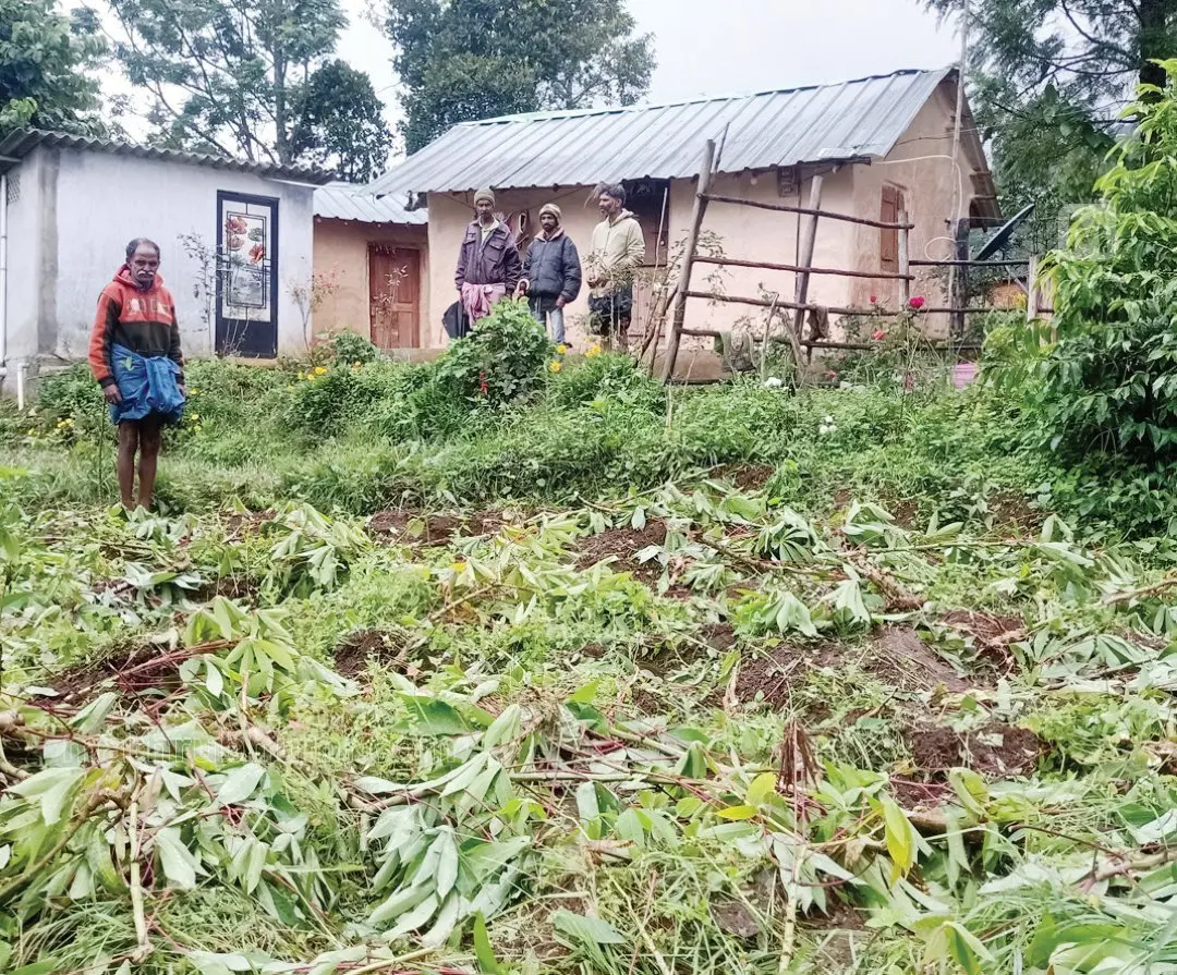 പെരുമലയിൽ കാട്ടാനക്കൂട്ടം നശിപ്പിച്ച കപ്പക്കൃഷി