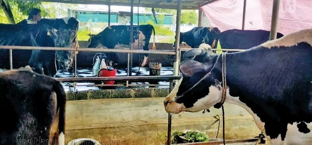 കുളമ്പുരോഗം റിപ്പോർട്ട് ചെയ്ത മുടക്കുഴ അകനാട്ടെ പശുഫാം