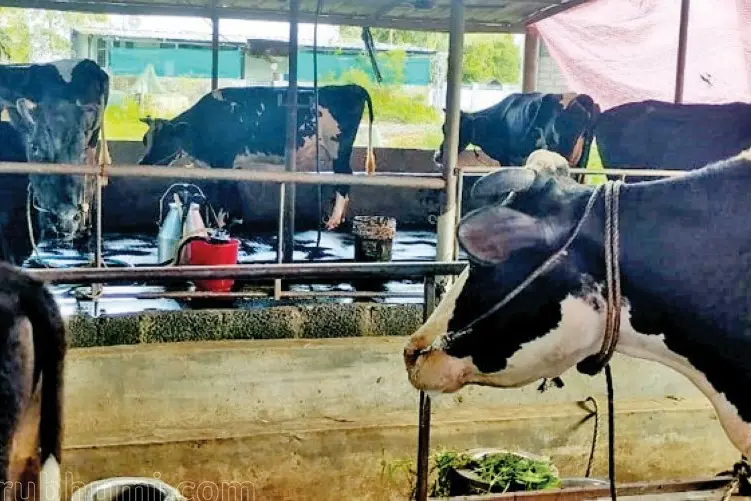 കുളമ്പുരോഗം പിടിമുറുക്കുന്നു; ക്ഷീരകർഷകർ ഞെരുക്കത്തിൽ