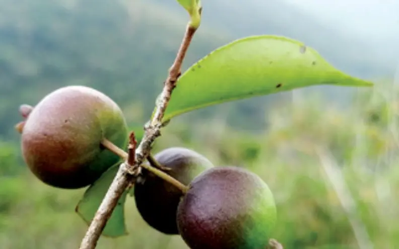 യുജീനിയ ഏലപ്പാറെൻസിസ്