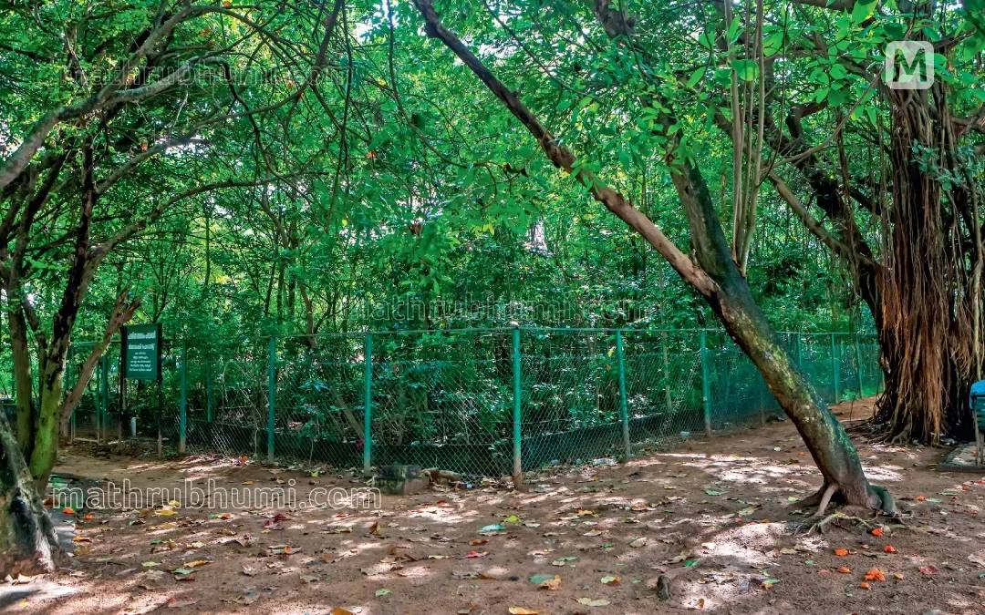 ആശ്രാമം മൈതാനത്ത് ഒരുക്കിയ മിയാവാക്കി വനം
