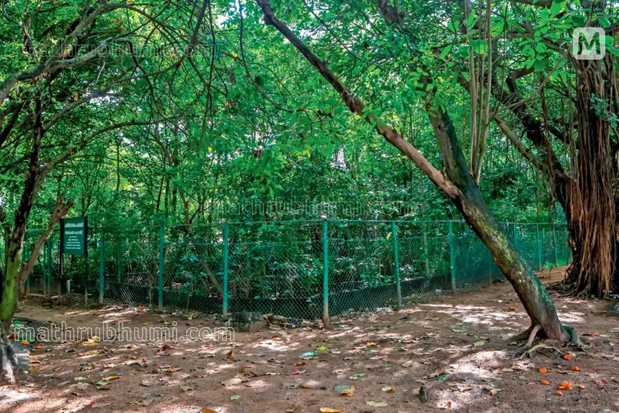 ‘ഹരിതനഗരം’; ആശ്രാമത്ത് പച്ചപിടിച്ച് മിയാവാക്കി വനം