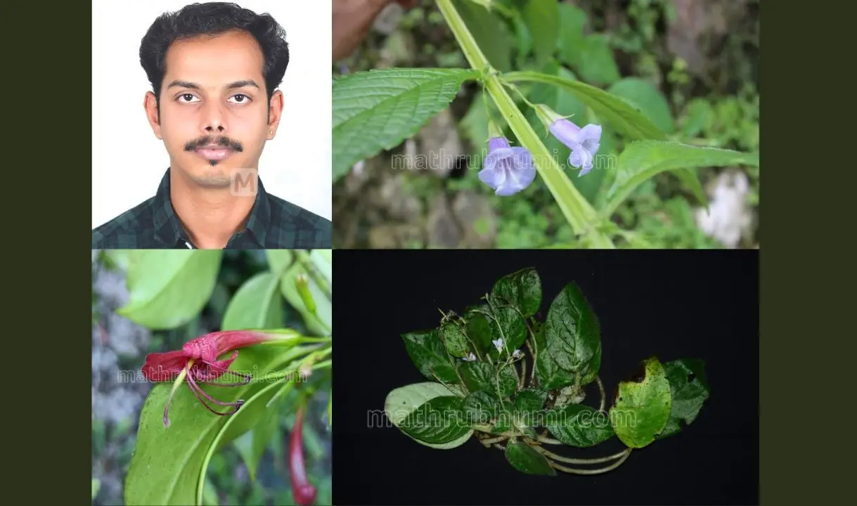 അക്ഷത് ഷേണായ്. പുതിയതായി കണ്ടെത്തിയ പെട്രോകോസ്മിയ അരുണാചലെന്സിസ്, സിര്ട്ടാന്ഡ്രോമോയിയ സുധാന്സൂയി, ഏസ്ക്കിനാന്ന്തസ് മവോയി എന്നീ സസ്യങ്ങള് (ക്ലോക്ക്വൈസ്)
