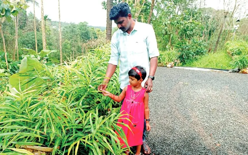 ഇഞ്ചി ചെടികൾക്ക് സമീപം ജിൽസണും മകളും | ഫോട്ടോ: മാതൃഭൂമി