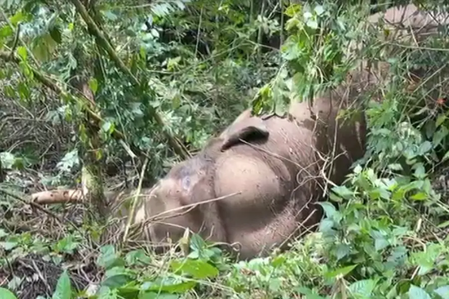 ചിന്നക്കനാലിൽ ഏറ്റുമുട്ടി കാട്ടാനകൾ: ചക്കക്കൊമ്പനുമായി കൊമ്പുകോർത്ത മുറിവാലൻ ഗുരുതരാവസ്ഥയിൽ
