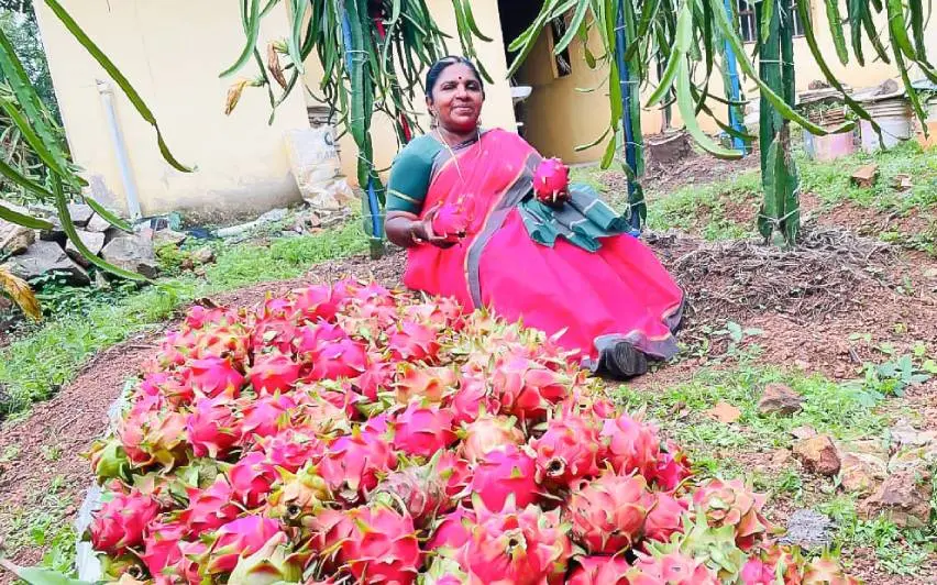വിളവെടുത്ത ഡ്രാഗൺ ഫ്രൂട്ട്സുമായി രമാഭായി