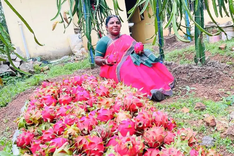രുചിയില്ലെന്ന് ആര് പറഞ്ഞു! മാസം 1.5 ലക്ഷം വരുമാനവും; രമാഭായിയുടെ പൊന്നുവിളയുന്ന ഡ്രാഗൺ പഴത്തോട്ടം