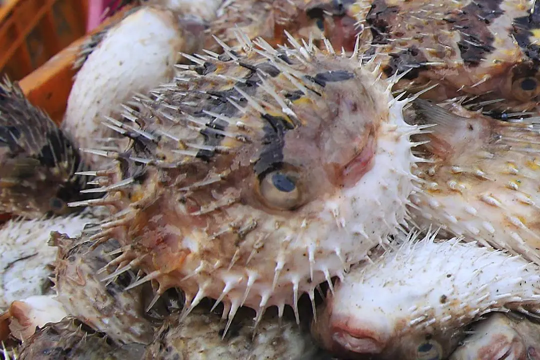 Puffer fish (Representative image) | Photo: KK Santhosh