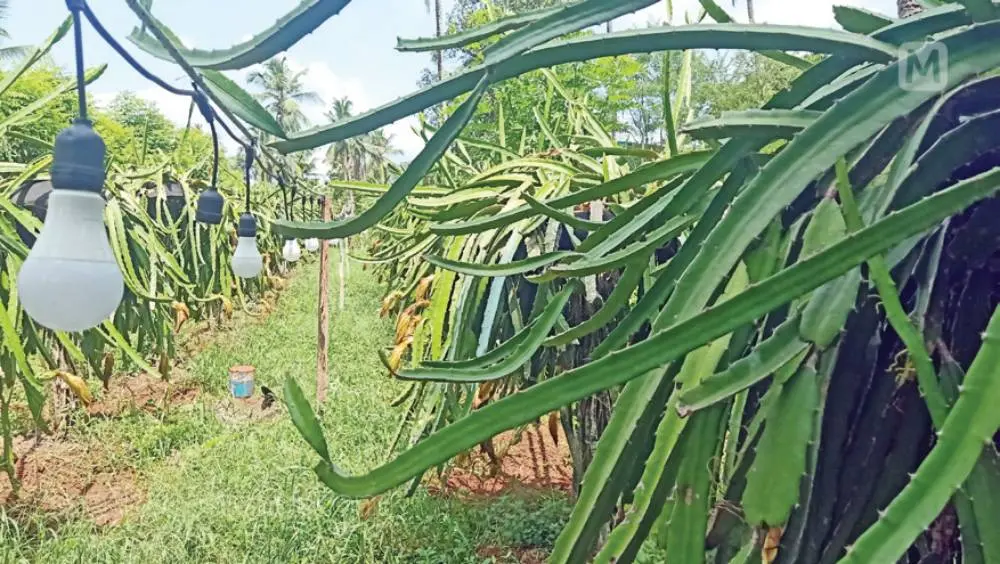 ഡ്രാഗണ് പഴത്തോട്ടത്തില് വൈദ്യുതവിളക്കുകള് | ഫോട്ടോ :മാതൃഭൂമി