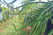 ഡ്രാഗൺ ഫ്രൂട്ടിന് സൗരവിളക്ക്, കരിക്കിൽനിന്ന് വൈൻ, കാട് നിറഞ്ഞ് റബ്ബർത്തോട്ടം; 25 വർഷമായി പൂർണജൈവകൃഷി