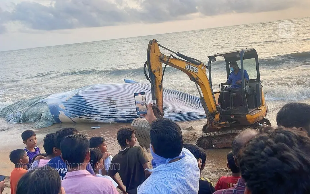 പറവണ്ണ ബദാം ബീച്ചില് ചൊവ്വാഴ്ച രാവിലെ കരയ്ക്കടിഞ്ഞ തിമിംഗിലത്തെ മണ്ണുമാന്തി യന്ത്രം ഉപയോഗിച്ച് പുറത്തെത്തിക്കാനുള്ള ശ്രമം