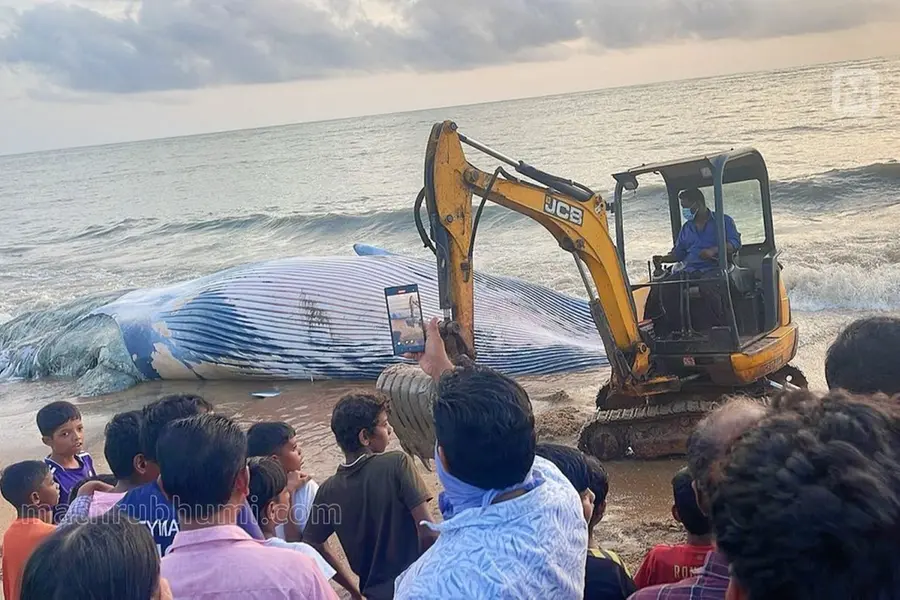 പറവണ്ണ ബീച്ചില് ചൊവ്വാഴ്ച കരയ്ക്കടിഞ്ഞത് രണ്ട് തിമിംഗിലങ്ങള്; പഠിക്കേണ്ട വിഷയമെന്ന് വിദഗ്ധര്