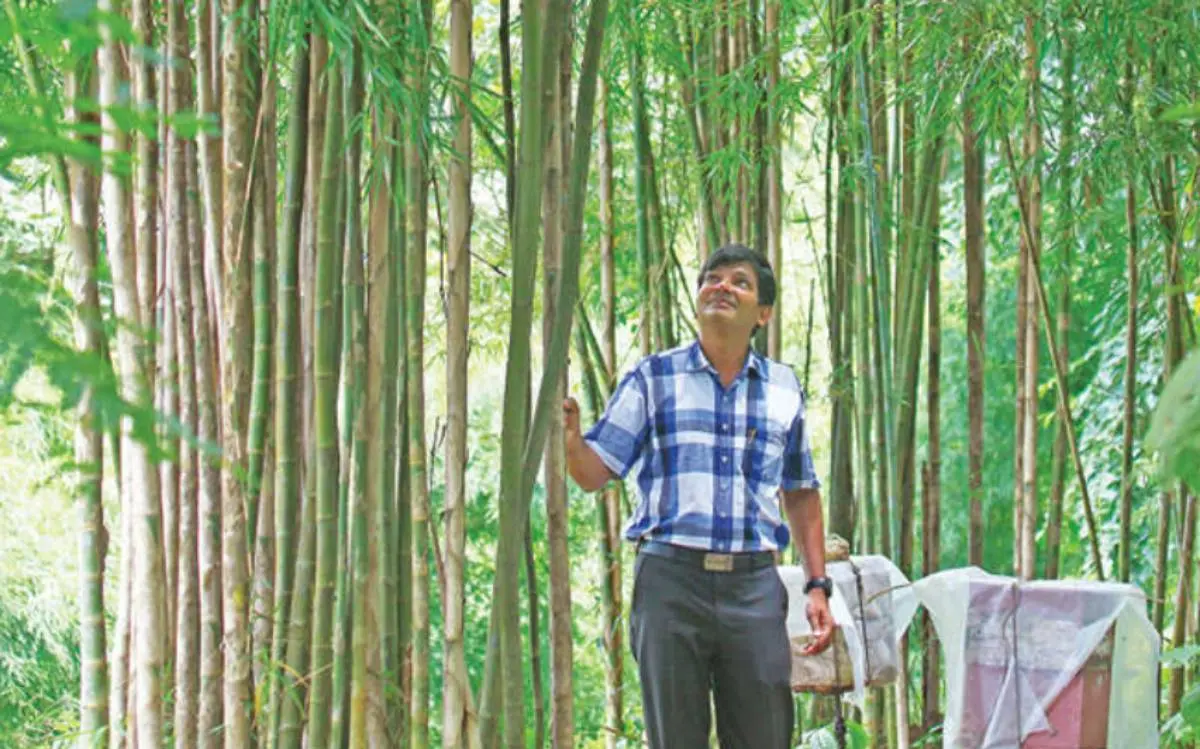 കല്ലടിക്കോട്ടെ വീടിനുസമീപത്തെ തോട്ടത്തിൽ പാറയ്ക്കുമുകളിൽ കെ.സി. ജോൺ നട്ടുപിടിപ്പിച്ച മുളങ്കാട് | ഫോട്ടോ: അരുൺ കൃഷ്ണൻകുട്ടി