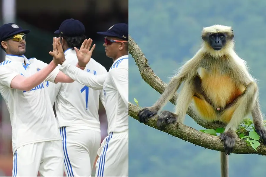 കാന്പുര് സ്റ്റേഡിയത്തില് കുരങ്ങുശല്യം; കുരങ്ങിനെത്തന്നെയിറക്കി പ്രതിരോധം, ഇനി ലങ്കൂര് നോക്കും
