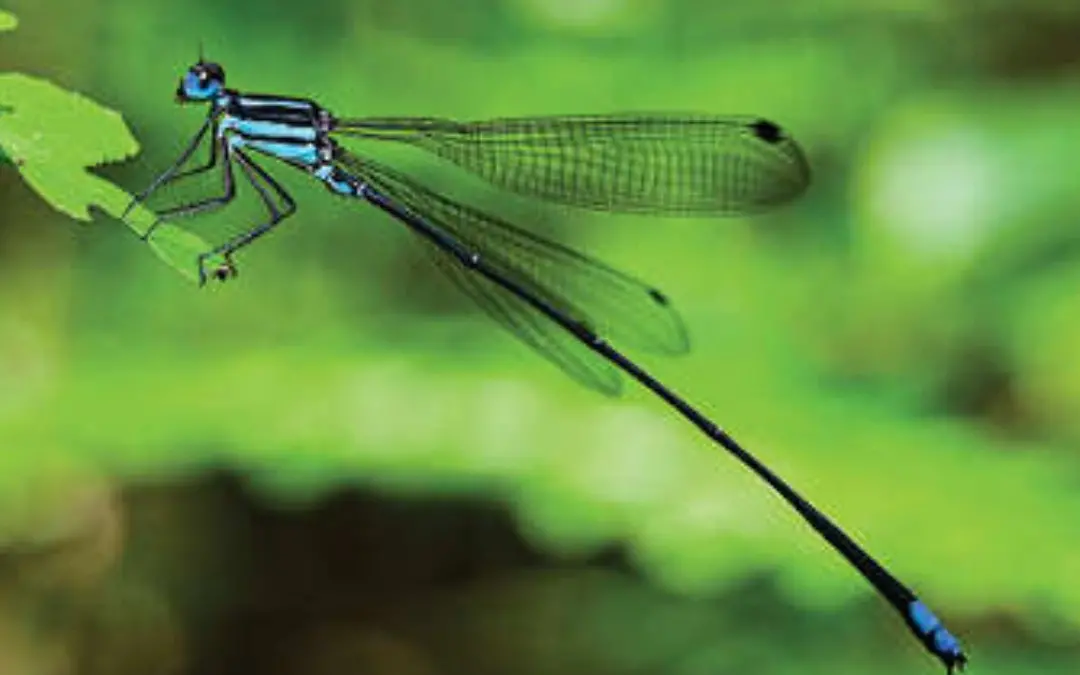 അഗസ്ത്യമല മുളവാലൻ